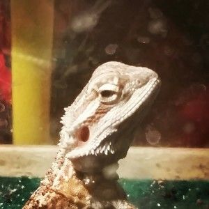 Meet your Posher, Sammy